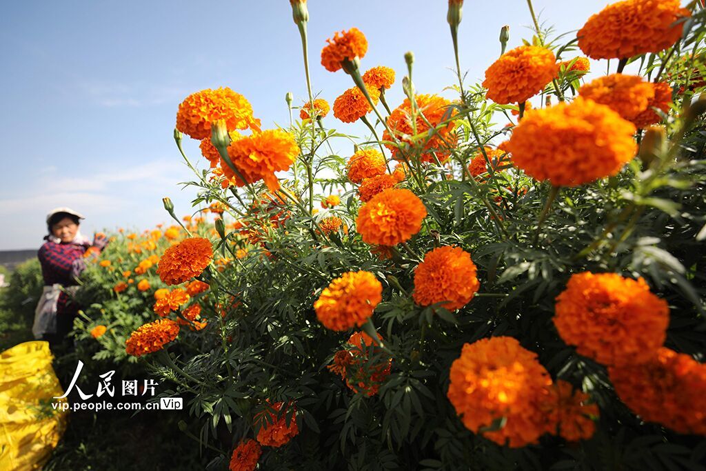 PDChinese's tweet image. 【河北平泉：萬壽菊飄香 農民採收忙】初秋時節，河北省平泉市平北鎮種植的萬壽菊進入盛花期，農民們搶抓農時採收、收儲萬壽菊。