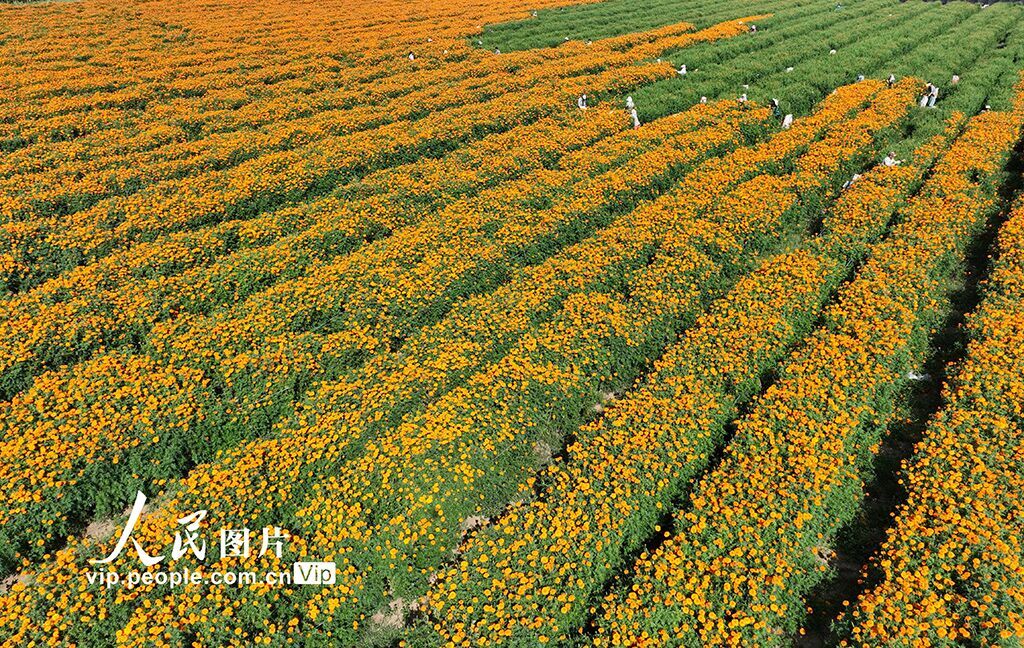 PDChinese's tweet image. 【河北平泉：萬壽菊飄香 農民採收忙】初秋時節，河北省平泉市平北鎮種植的萬壽菊進入盛花期，農民們搶抓農時採收、收儲萬壽菊。