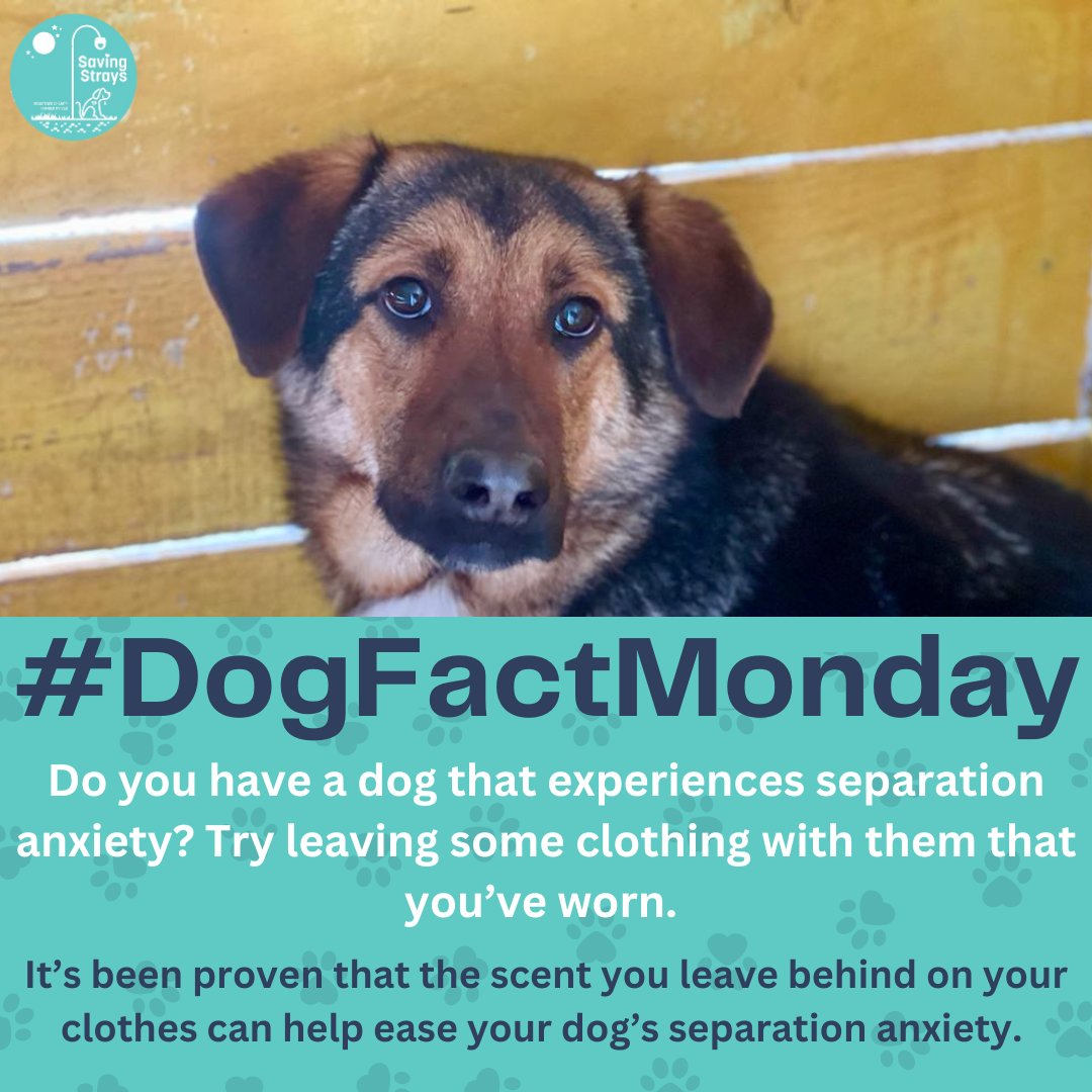 SavingStraysUK's tweet photo. A great tip on how to provide comfort to your dog while you’re away from them ❤️🐾

#dogfactmonday #dogsuk #adoptdontshop #rescuedogs https://t.co/uFvJ4PuXap