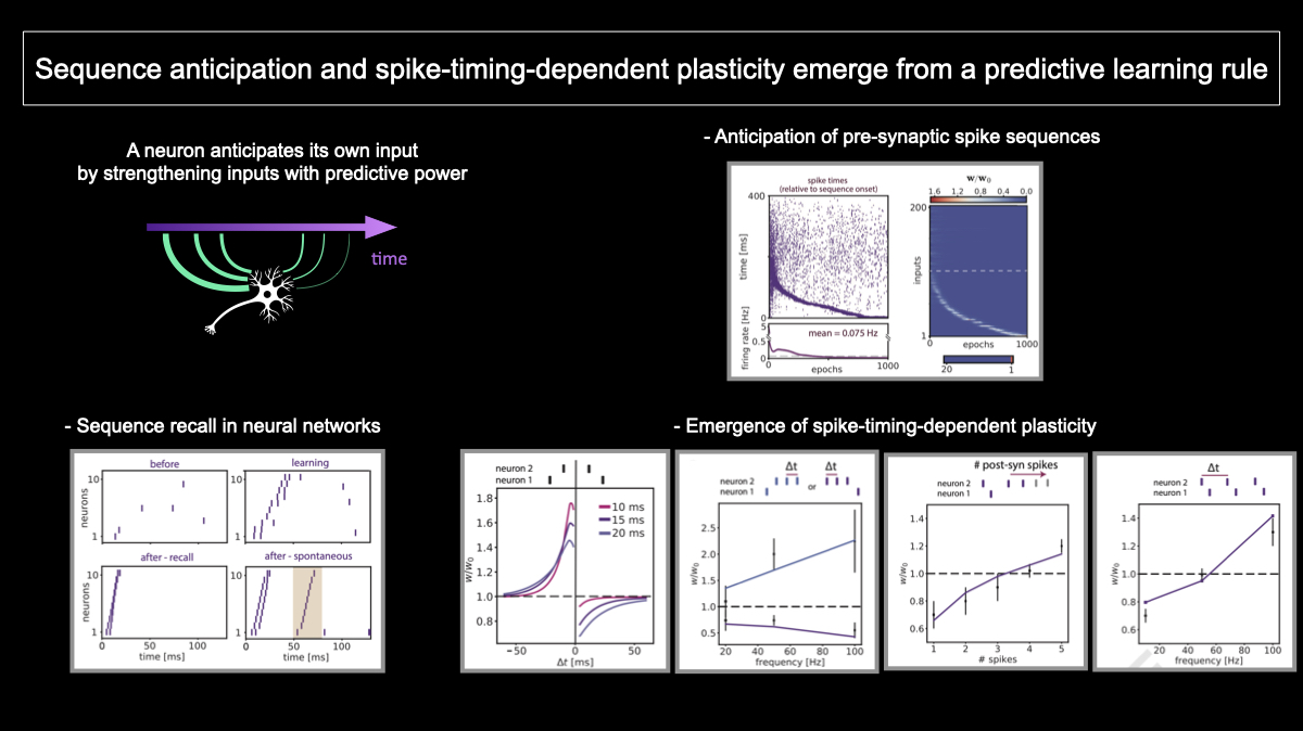 matteosaponati's tweet image. I am thrilled that, finally, our paper “Sequence anticipation and spike-timing-dependent plasticity emerge from a predictive learning rule” is now freely available @NatureComms

nature.com/articles/s4146…

We got motivated by the following questions (↓)
[1/10]
