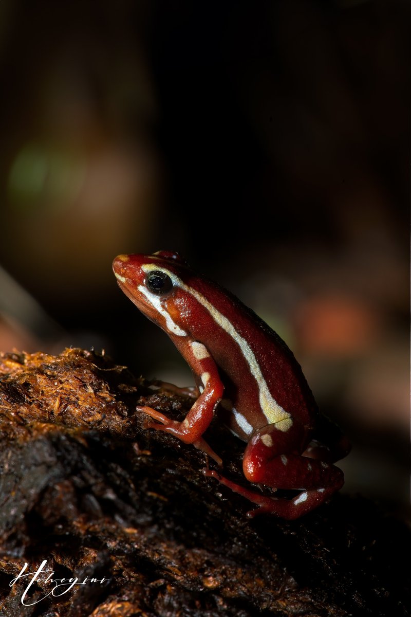 Diving deep into the mystical world of nature with a capture of the phantasmal poison frog. 🐸 Their vivid colors aren't just for show; they're a cautionary tale in the wild! #NaturePhotography #PhantasmalPoison #WildlifeCapture #photography #photo #nature