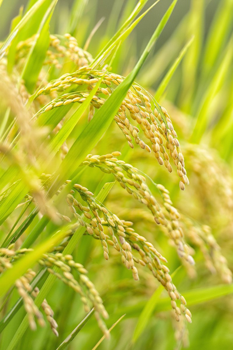 granjatotalagro's tweet photo. ARROZ EM ALTA: boa demanda interna e para as exportações mantém trajetória de alta. Aumento do preço supera 20% em um ano https://t.co/jqrv7OMjPd
#agranjatotalagro #arroz #rice @SAFRASMERCADO #exportacoes #embarques #cotacoes #preços https://t.co/ZOzFYfGprs