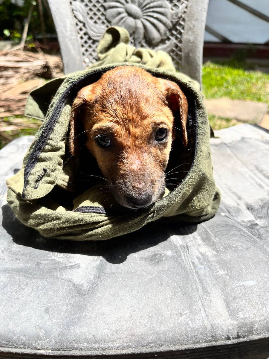Since we came to Sri Lanka, my wife saves the country's stray dogs' lives 
We launched #Patreon, and beg you to help the puppies: Alina feeds them, takes to hospital, and finds them a home 🙏

patreon.com/srilankandogs

#helpanimals #srilanka #puppies #volunteer #care #streetdogs