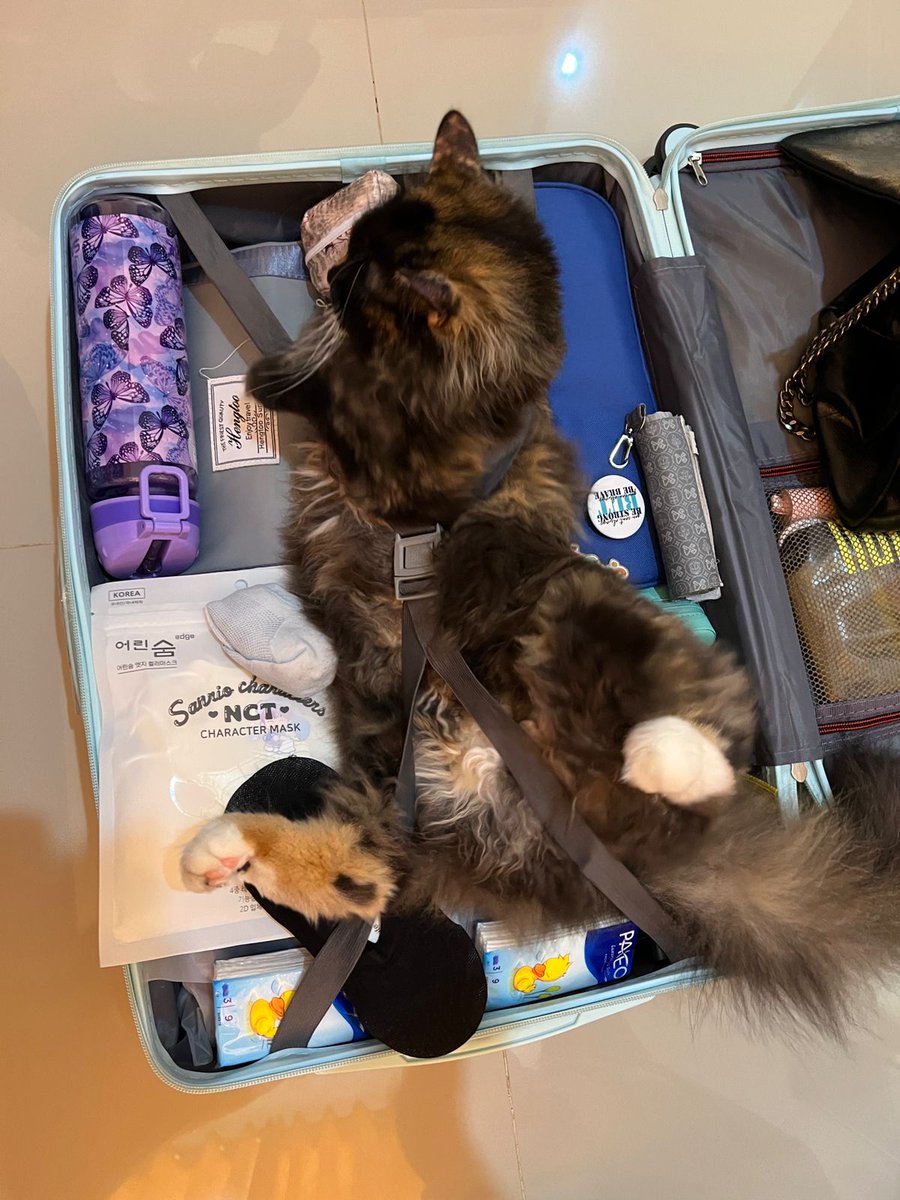 kiwisikucing's tweet photo. Mau diajak mbak pergi ke koriya https://t.co/kSqBbT9IvM