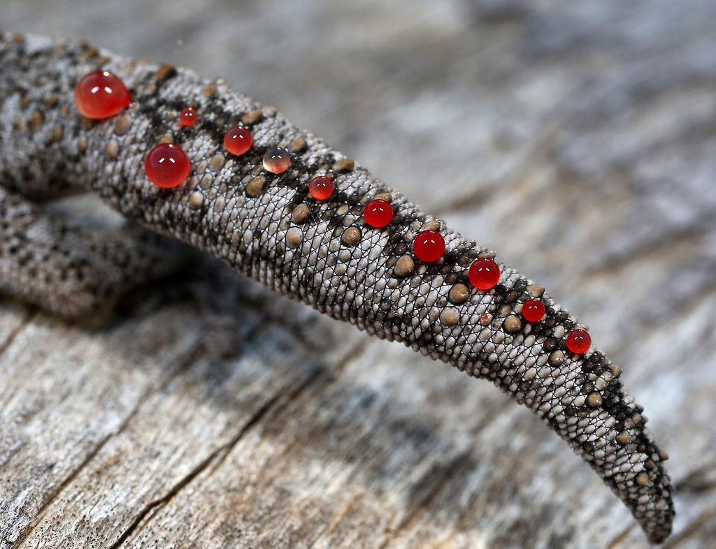 أعفن مادة في الحياة 

تخيل مادة لزجة ولها رائحة قوية جدا تطرد جميع الكائنات الحية بما فيهم البشر

لا يوجد كائن حي واحد يستطيع تحمل هذه الرائحة 
نتابع…..