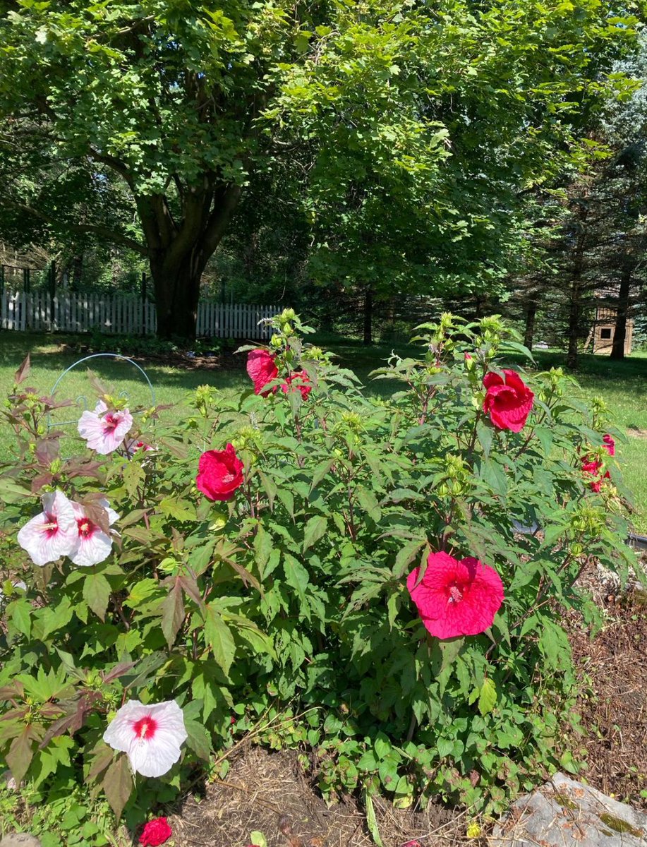 Pat992329's tweet photo. My morning blooms of hibiscus! 
🌹🌹🌹🌹🌹🌹🌹🌹🌹
Happy Monday and have a great week ahead!
❤️❤️❤️❤️❤️❤️❤️❤️❤️❤️ https://t.co/QNU7nncbUh