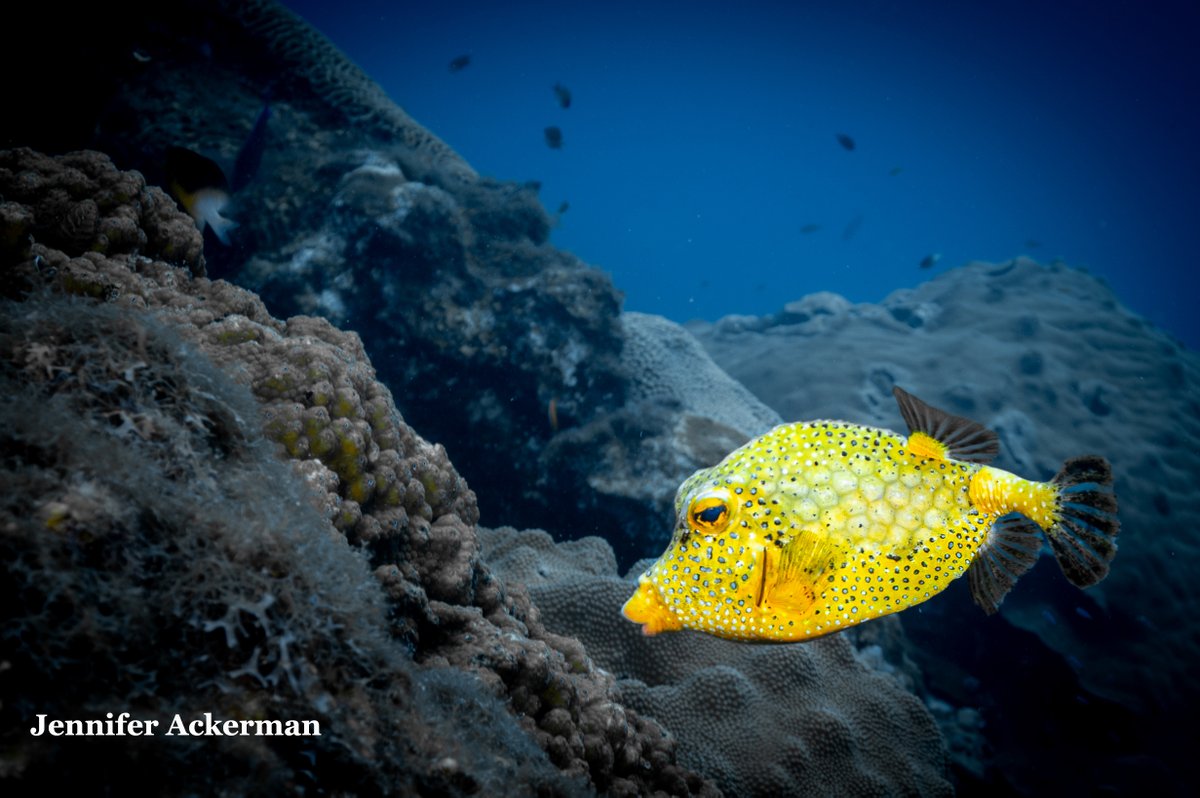 FGBNMS's tweet photo. Just 2 weeks left to submit your a 1-in-a-million photos to the #GetIntoYourSanctuary #PhotoContest. Deadline 9/4. https://t.co/5YMUXWzOD6
This striking Golden #SmoothTrunkfish was a 2022 entry. @FGBNMS is 1 of only 2 places you can even see this fish!
π·Jennifer Ackerman https://t.co/giNteGN9Dn