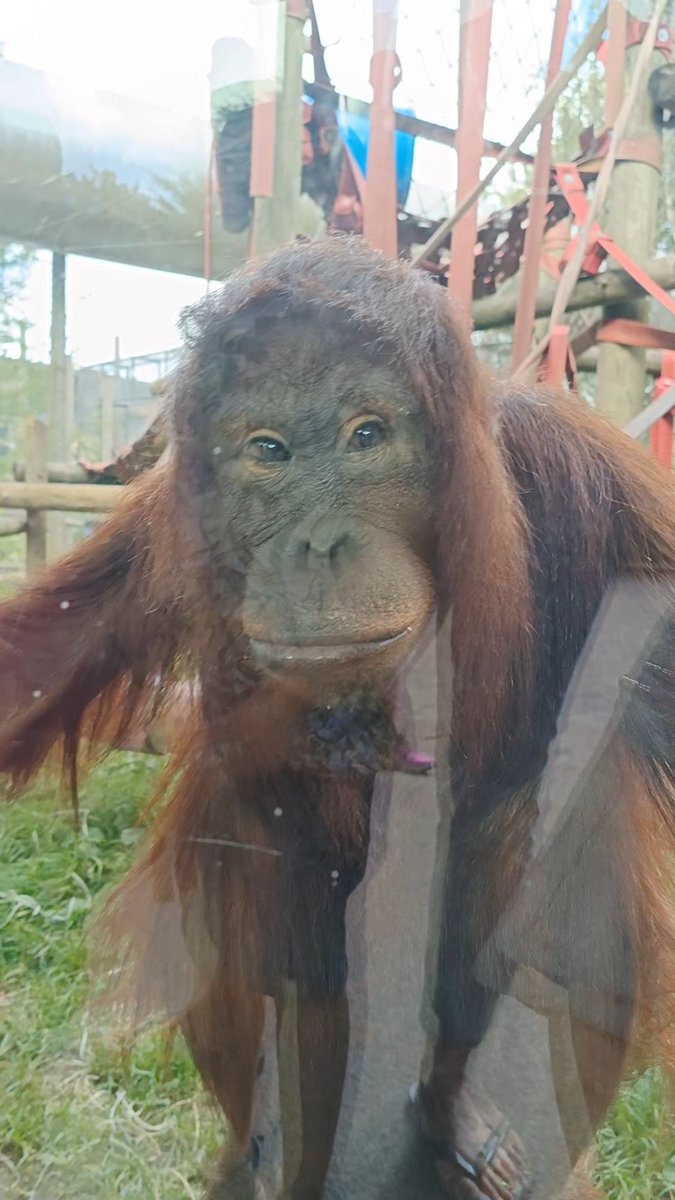 jadeappleby87's tweet photo. Mimi-loren 🦧 
 @MWApeRescue https://t.co/rRXgnufLZE