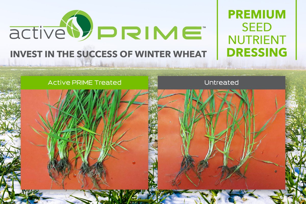 AAgriScience's tweet photo. #WinterWheat planting season is almost here! #ActivePRIME can increase the chance of #seed survival and spring plant vigour.
Research shows winter wheat treated with Active PRIME has a 5.4% yield increase and a 10.5% increase in root length vs untreated.
https://t.co/M8N5N3fv4B https://t.co/1WfElBSUZr