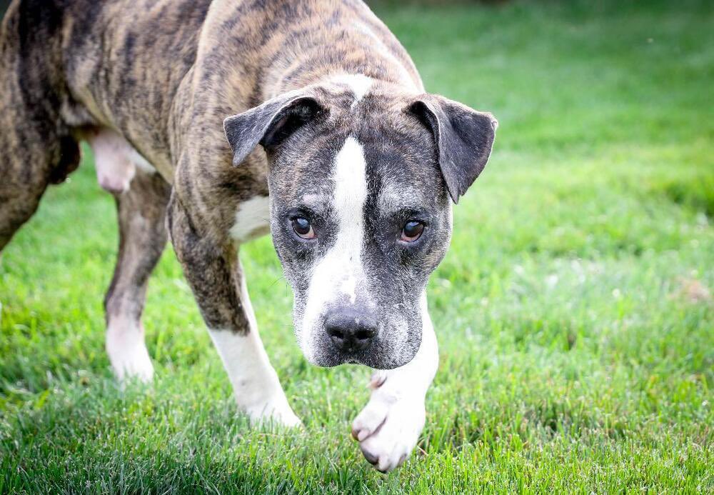 Who doesn’t love a sweet old man?! Arthur is available for adoption. He’s a quick learner and very smart! Adopt him at: petlover.petstablished.com/pets/public/17… 
#adopt #dogsofgr #untiltherearenone