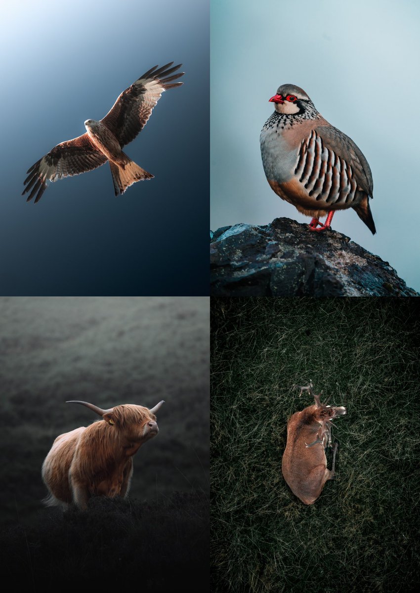 manfredteh's tweet photo. photos I took of wildlife , can I see yours? 👇 https://t.co/sjnC6x3Xsf