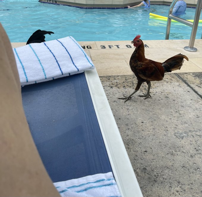 Key West is not the place to vacation if you are someone who hates birds. https://t.co/LdNCz05YOK