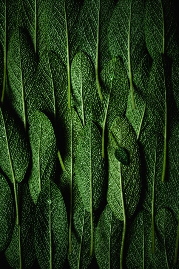 AppliedArts's tweet photo. Inspiration Monday - 2023 Applied Arts Photography Awards winner Luisa Gonzalez P in the Food Photography category.
#artwork #photography #foodphotography #photographer #herbs #ads #advertising #art #creative #awards #imagemaker https://t.co/muGAtfjc1o