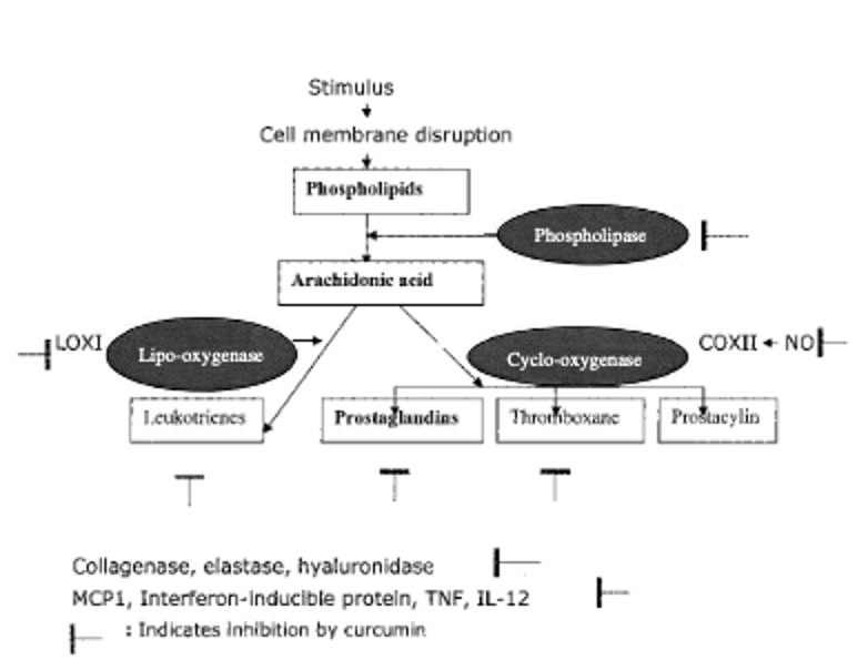 TT_physio's tweet photo. La curcumine est une molécule du curcuma, rhizome très utilisé comme épice, et consommé de façon médicinale ancestrale dans de nombreux pays. Elle exerce une activité anti-inflammatoire par l'inhibition d'un certain nombre de molécules pro-inflammatoires (Chainani-Wu, 2003). https://t.co/QOi83VvuZL