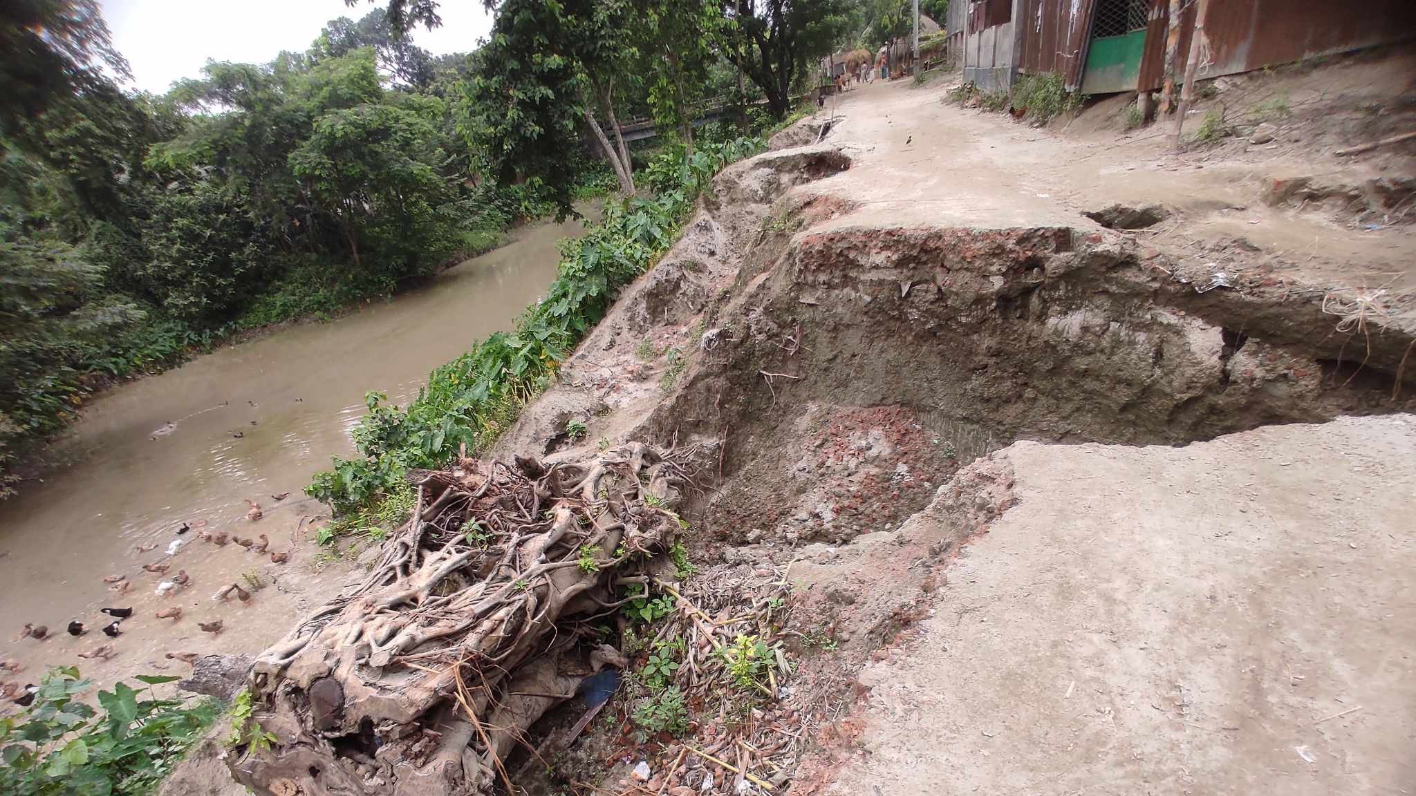 চরকাটিহারী গ্রামের রাস্তায় বিপদজনক গর্ত।হুমকির মুখে মসজিদ মাদ্রাসা