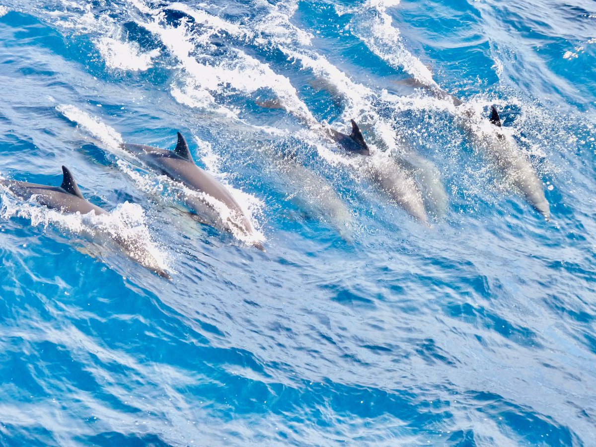 Ibrahim HAMA (@ihamacom) on Twitter photo 🌊🇬🇼 Call for Abstracts: International Symposium on #CCLME <a href="/MereteEAFNansen/">Merete Tandstad</a> @CecafCopaceFAO <a href="/prcmarine/">PRCM</a> <a href="/rampao_network/">RAMPAO</a>  
📢 Calling all researchers and experts! Submit your 500-word abstract. #MarineEcosystems #Research 
📅 Submission : 15th Sept 2023  
fao.org/in-action/cana… 🌊🇬🇼 Call for Abstracts: International Symposium on #CCLME <a href="/MereteEAFNansen/">Merete Tandstad</a> @CecafCopaceFAO <a href="/prcmarine/">PRCM</a> <a href="/rampao_network/">RAMPAO</a>  
📢 Calling all researchers and experts! Submit your 500-word abstract. #MarineEcosystems #Research 
📅 Submission : 15th Sept 2023  
fao.org/in-action/cana…