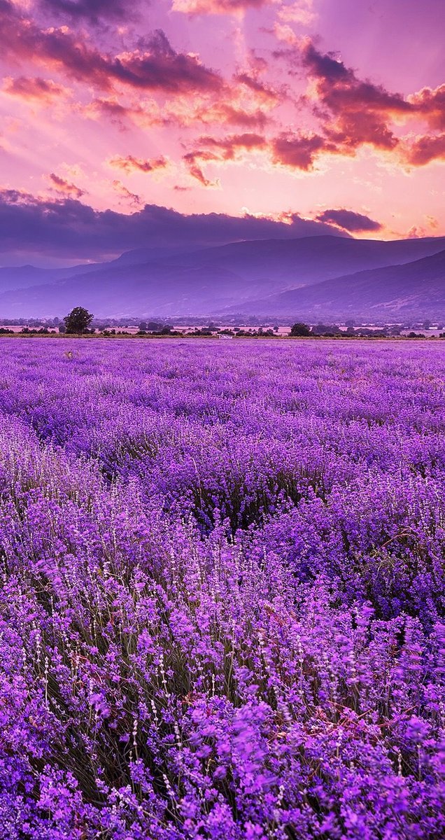 lavender field.