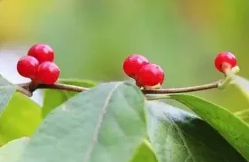 I like flowers, but I prefer trees that bear fruit.☺️