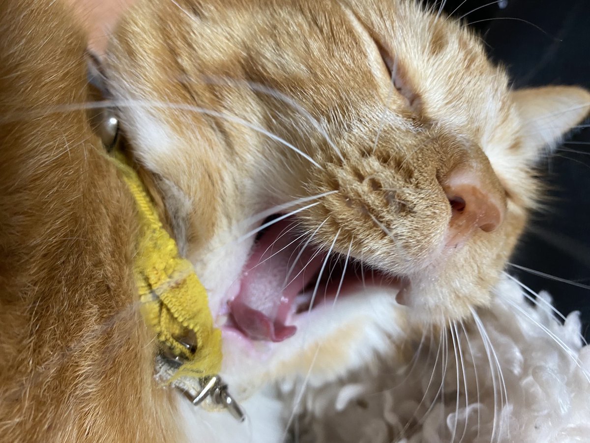 382heropi's tweet photo. たまにしか会えて無かったけど

向こうでも楽しくな
ビビリだからハブられるかもしれんが
引っ掻いたりしない良いやつだから大丈夫だろ

うちに来たのがハズレって思われ無ければ良いな。

じゃあな
ちゃちゃ丸。 https://t.co/l7FcgqkBPb