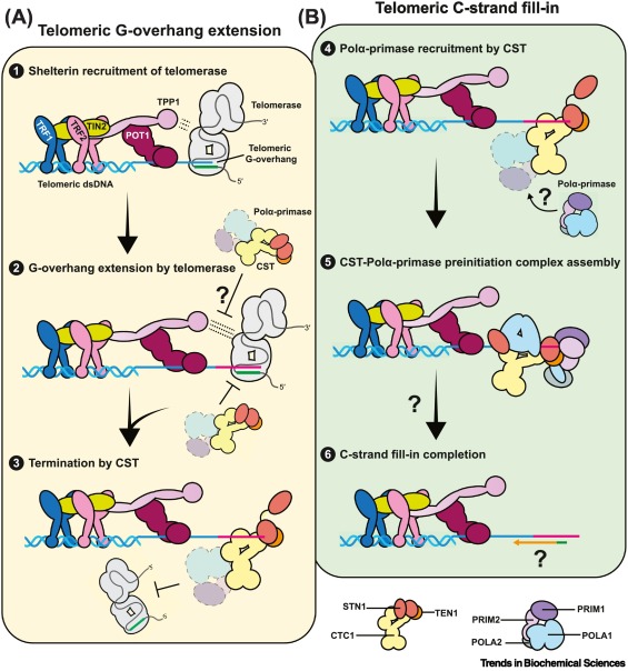 Online now - the Review "Models for human telomere C-strand fill-in by CST–Polα-primase" from <a href="/QixiangHe/">Qixiang He 贺琦翔</a> and <a href="/cijilim/">Ci Ji Lim</a>.
 
#telomeremaintenance #CStrandFillIn #CST #DNAsynthesis #primersynthesis

Read it here 👉 authors.elsevier.com/a/1hb3t3S6GfMl…