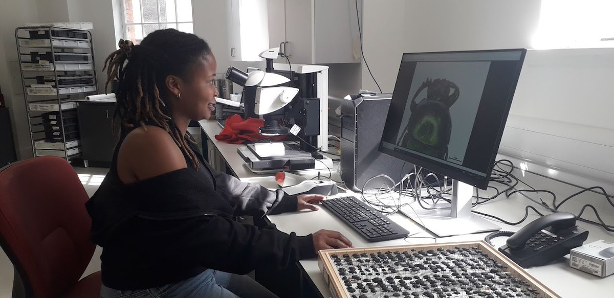 weebeastie75's tweet photo. @hunterian entomology collections and imaging equipment are handy tools for @UofG_SBOHVM researchers. Here is PhD Mecklina getting acquainted with a wide variety African #dungbeetles in advance of the field season #SoManyBeetlesSoLittleTime #scarabaeidae #coleoptera https://t.co/23bzjFNgp2