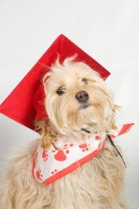 leadwithfundogs's tweet image. What do you mean? Different types on learning? #nerdalert raisingcanine.com/2019/06/online…