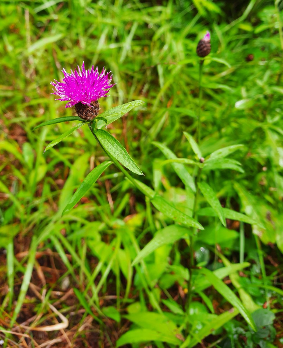 National Apprenticeship in Arboriculture (IRL) tweet media