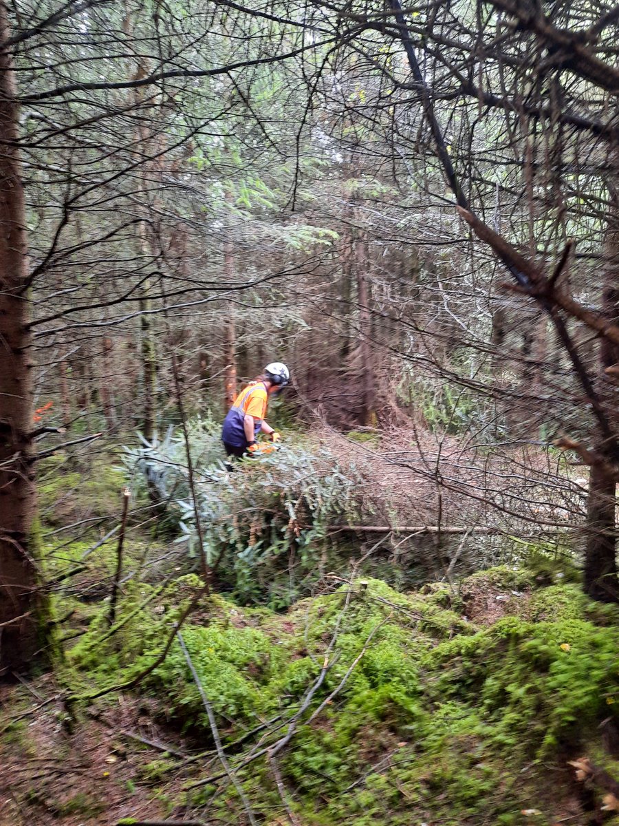 National Apprenticeship in Arboriculture (IRL) tweet media