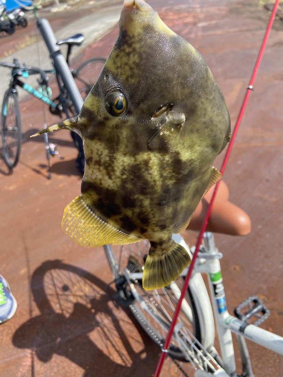 gotofishingNS's tweet photo. 数は少ないけど良型でええわー https://t.co/9Qe80sgJ76