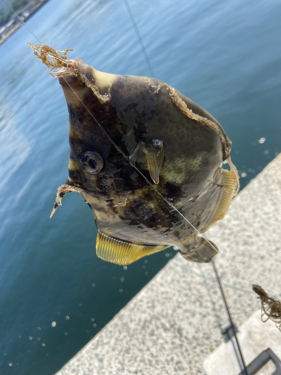 gotofishingNS's tweet photo. 数は少ないけど良型でええわー https://t.co/9Qe80sgJ76