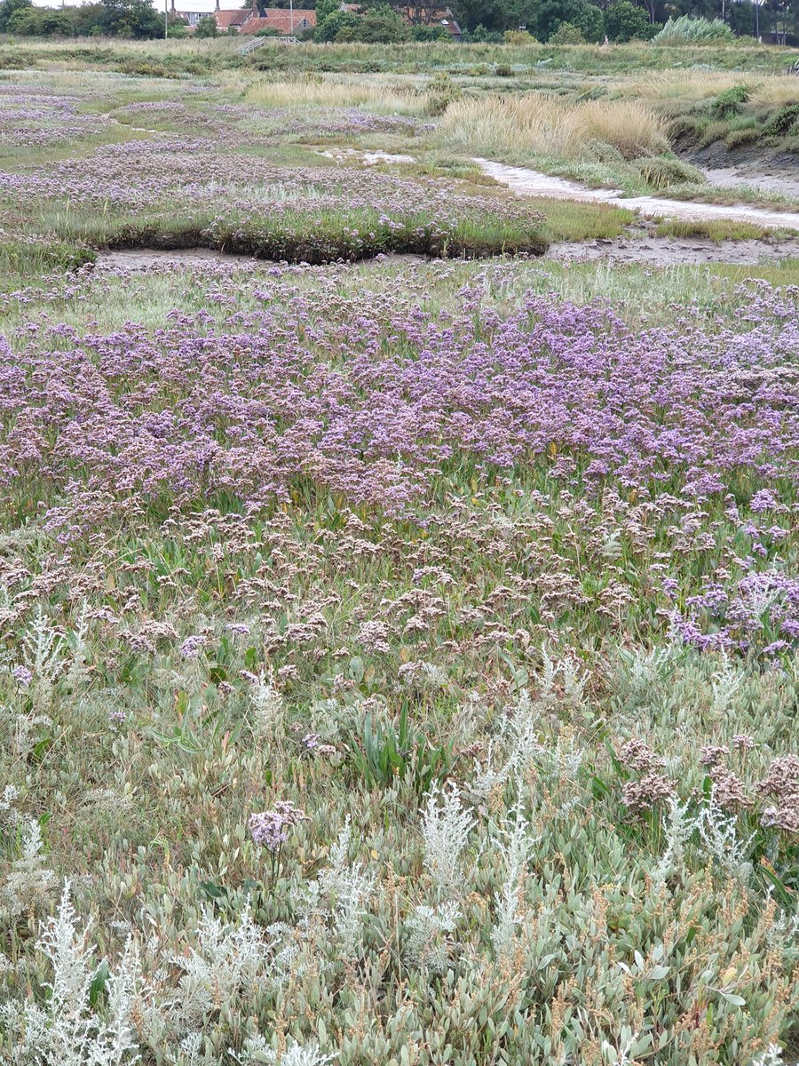 caddisnet's tweet photo. Blakeney sea lavender impressive this time of year. Common & grey seals lazing around. The Poppy line is always a fabulous day out with granddaughters & who knew Cromer was a great place to surf! #poppyline #beansboats #glidesurf https://t.co/7s9SRFhndU