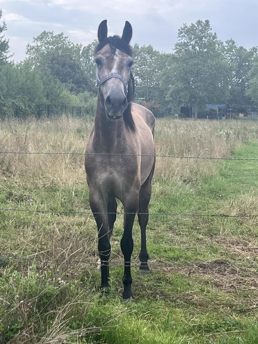 Collab blues tweet media