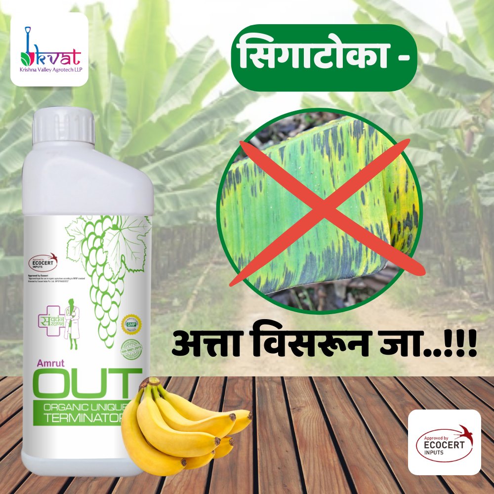 सिगाटोका - अत्ता विसरून जा..!!!
Dose: 2ml / liter water
#banana #BananaFarming #allcropsolution #bestresult #satisfiedfarmer #farmersmarket #farming #farmers #ChemicalPesticides #chemicalfreeproducts #punecity