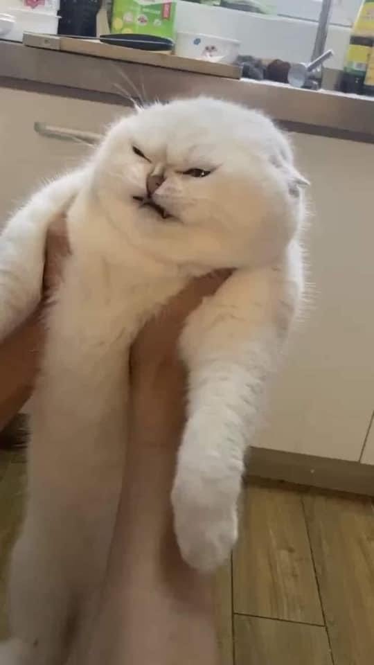 puzzledgame's tweet photo. @endlessluckking lihatlah wajahku ini meong. Apakah terlihat hepi kena scam mesir kuno https://t.co/u0uLzFrYFz