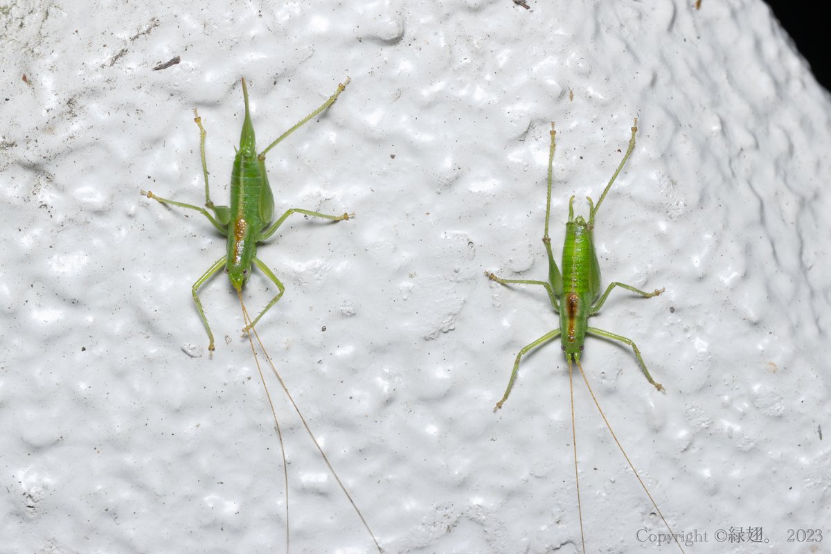 ハダカササキリモドキのカップル

ペアで外灯に来ていて二人並んでてすごく可愛かった。仲良いなあとか思ってたが、撮影の数分後破局した模様。
ササキリモドキの恋愛事情は複雑。

もしかしたらワイのフラッシュが邪魔したかもしれん、だったらごめんな😭🙏