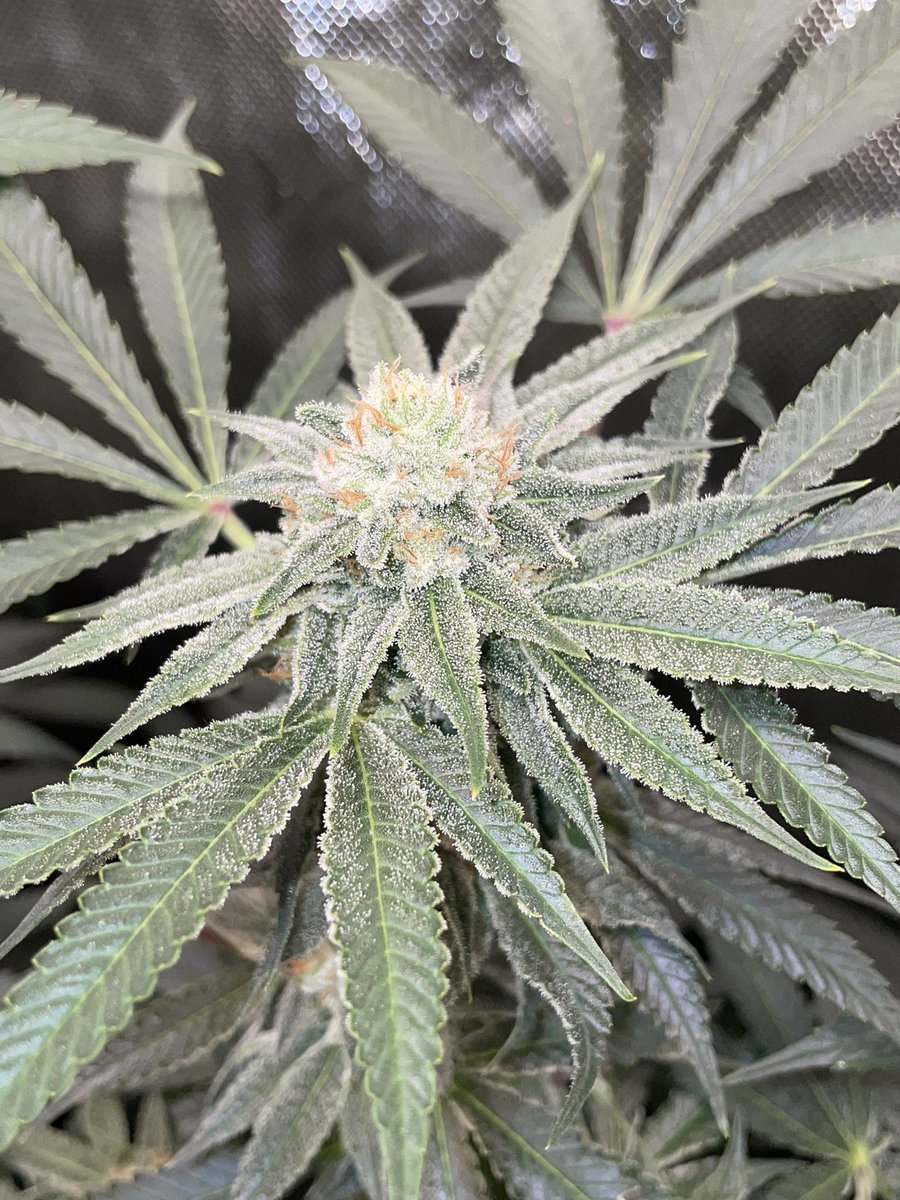 AvantGrow's tweet photo. RUNTZ X LAYER CAKE 🧁 🌺 END OF WEEK F5

#CannabisCommunity #Mmemberville #growyourown https://t.co/nLJPZ6g2Wj