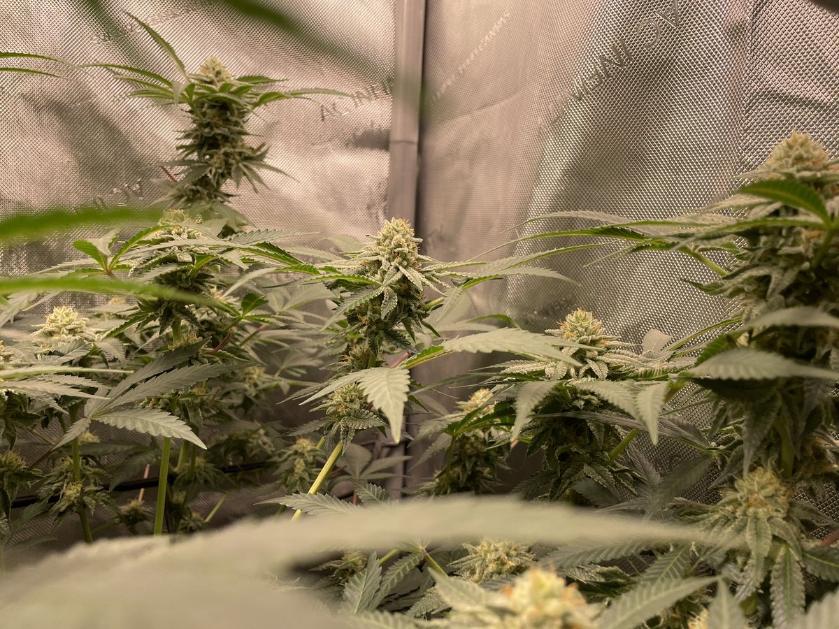 AvantGrow's tweet photo. RUNTZ X LAYER CAKE 🧁 🌺 END OF WEEK F5

#CannabisCommunity #Mmemberville #growyourown https://t.co/nLJPZ6g2Wj