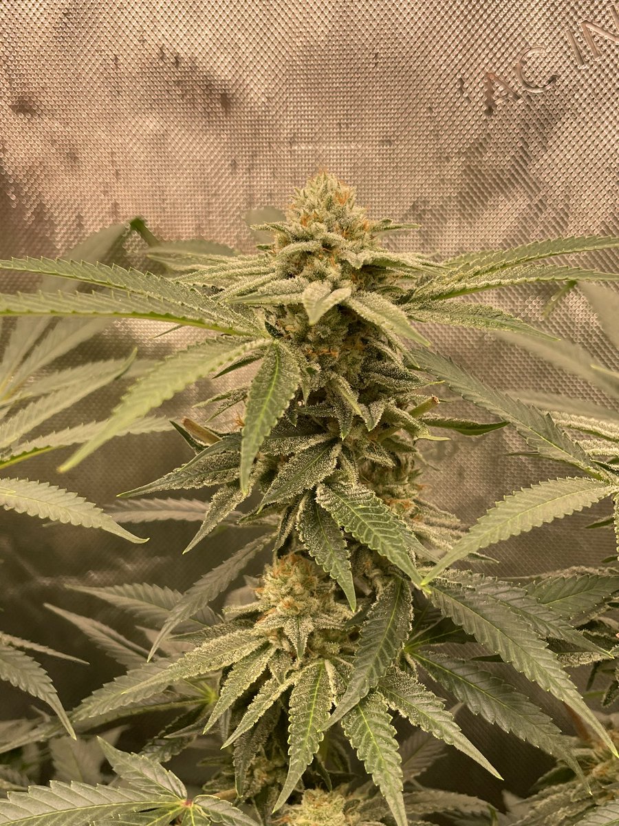 AvantGrow's tweet photo. RUNTZ X LAYER CAKE 🧁 🌺 END OF WEEK F5

#CannabisCommunity #Mmemberville #growyourown https://t.co/nLJPZ6g2Wj