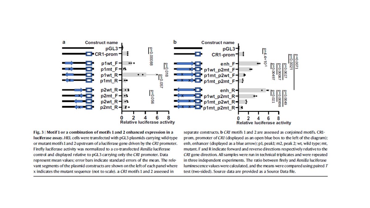 CzerwinsMarcin's tweet photo. Complement Receptor 1 (Knops blood group system): low-expression Helgeson phenotype (protective against malaria) is caused by a single mutation in the  GATA1-binding motif which decreases transcription. 
https://t.co/bPNc9ypnqy

#blood_group https://t.co/RI8gfsXO7Z