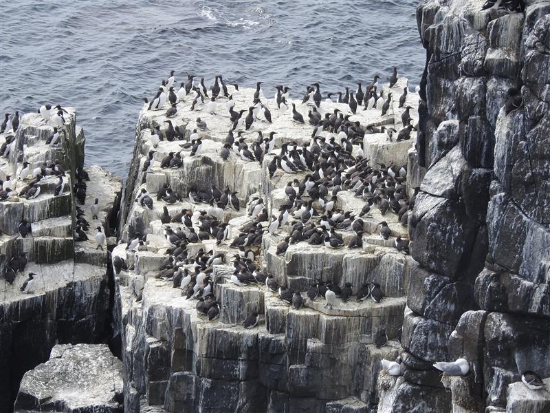 Some cracking pictures from one of our Ops team from the Isle of May a couple of months ago. The Isle of May is one of our National Nature Reserves off Scotland's East Coast, providing habitat for a wonderful variety of wildlife. tinyurl.com/cjf4y2m3