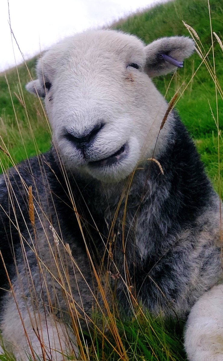 highfieldsherdy's tweet photo. A little cheeky wink from our adorable Billy this morning. Wonderful way to start the week....
#sheep #herdwicks #hillfarm #Staffordshire https://t.co/6ddUIEpmTn