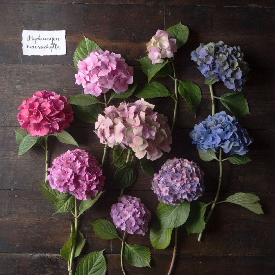 Emma Mitchell 💙 tweet media