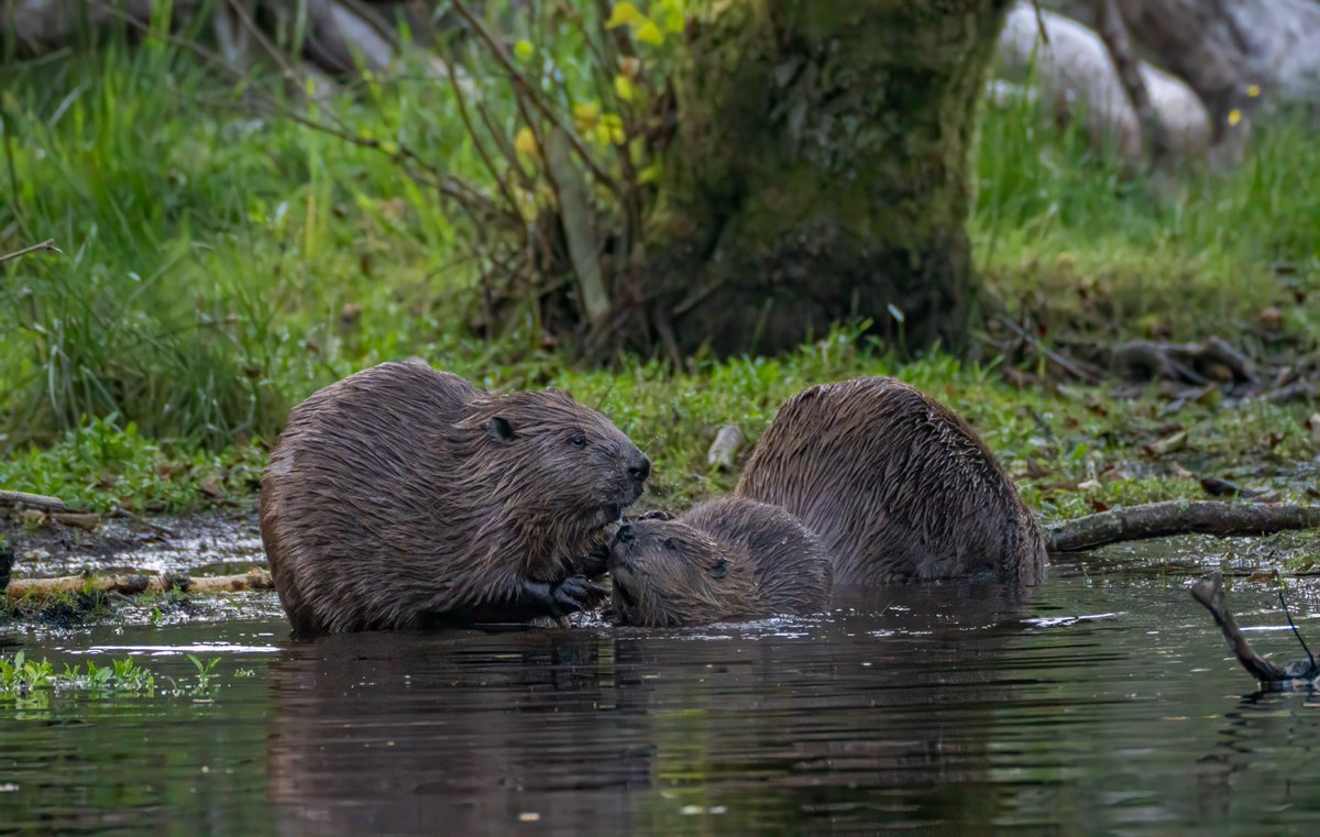 pollypullar1's tweet photo. Wonderful watching these fascinating animals with @argatyredkites & @PerthshireWild #climateresilience #increasedbiodiversity #floodmitigation #pollutionmitigation @ScotsBeavers @BeaverTrust @NFFNUK @ThatVetSean #wetlandrestoration https://t.co/beB65PhDlr