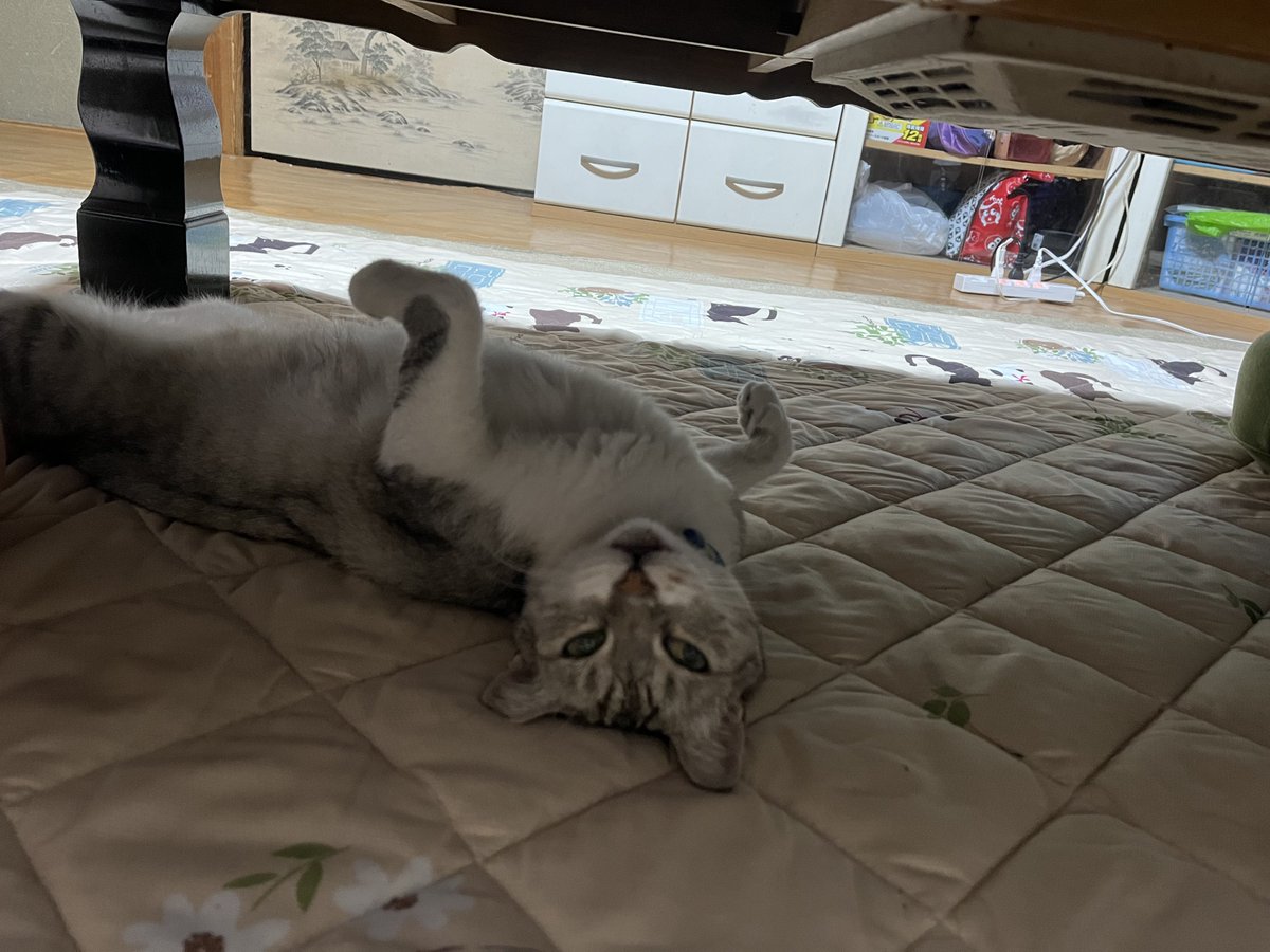 Gravity_Kitty's tweet photo. https://t.co/Ctk5rMRexv