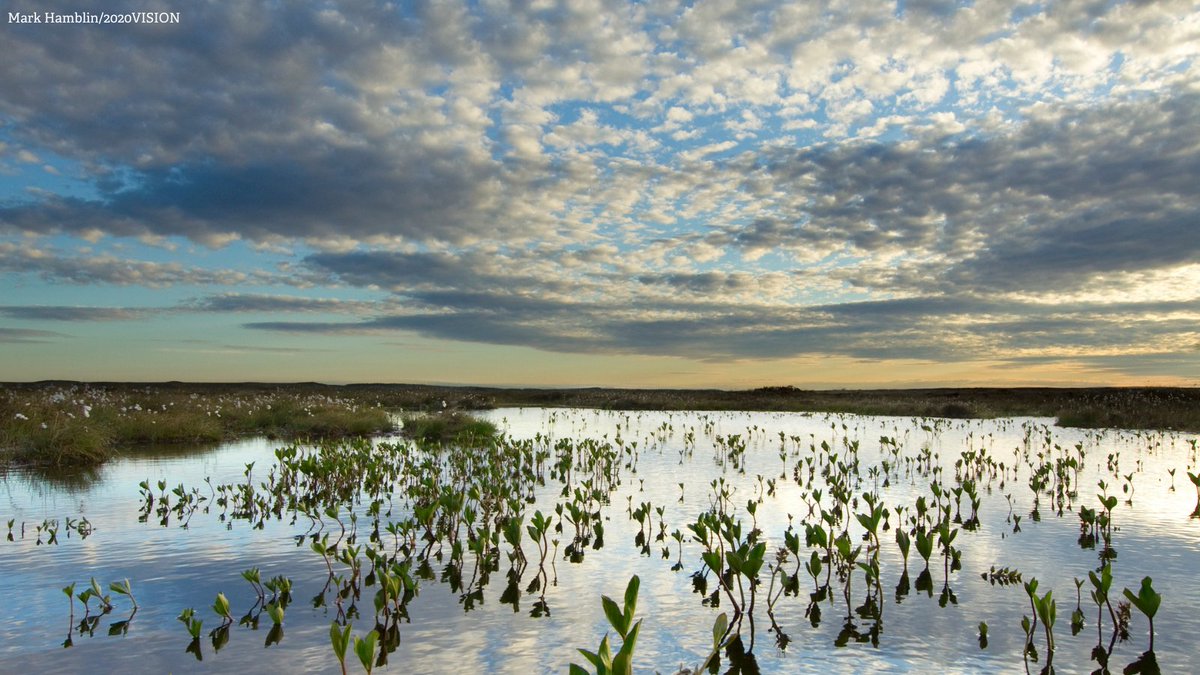 However, one year later, we have seen no progress. The UK Government has committed to introduce legislation to ban peat sales in England by the end of this Parliament – this must happen.
@theresecoffey, will you take action to protect our peatlands? #BogsNotBags (2/2)