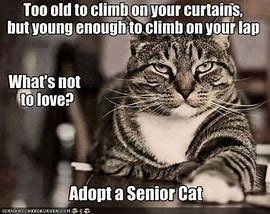 Today is #NationalSeniorCitizensDay  There are so many senior dogs, cats, and others in shelters and rescues waiting for a new furever home. Let's see if we can get some of them adopted. #AdoptaSenior Post as senior needing a home! #AdoptDontShop #Seniorpets Give seniors a chance