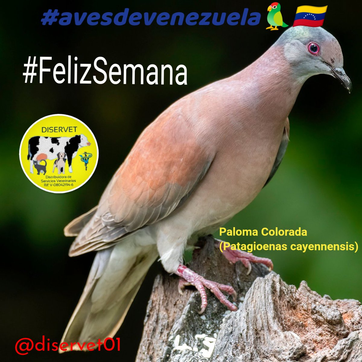 diservet01's tweet photo. #avesdevenezuela🦜🇻🇪:  

Paloma Colorada
(Patagioenas cayennensis)

Mide entre 30-32 cm de largo y pesa normalmente entre 230-250 g. ⤵️ https://t.co/bD43w1sGFW