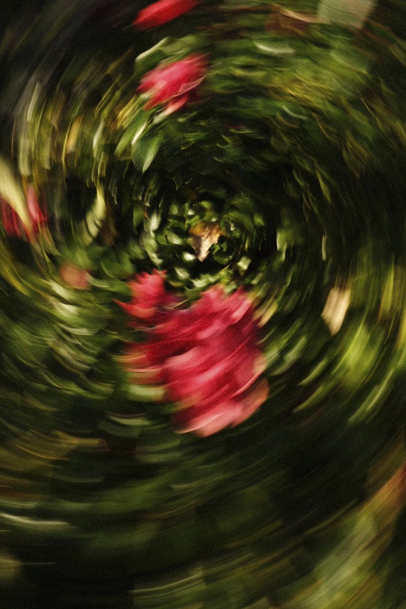 thesamygraphy's tweet photo. Du flou et des fleurs 🌺 🌀 https://t.co/uDD9Q9jsR9