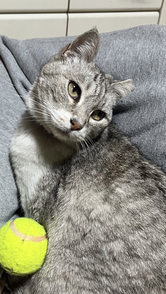 Gravity_Kitty's tweet photo. 調子いいときと悪いとき https://t.co/6mhOs5bXBf