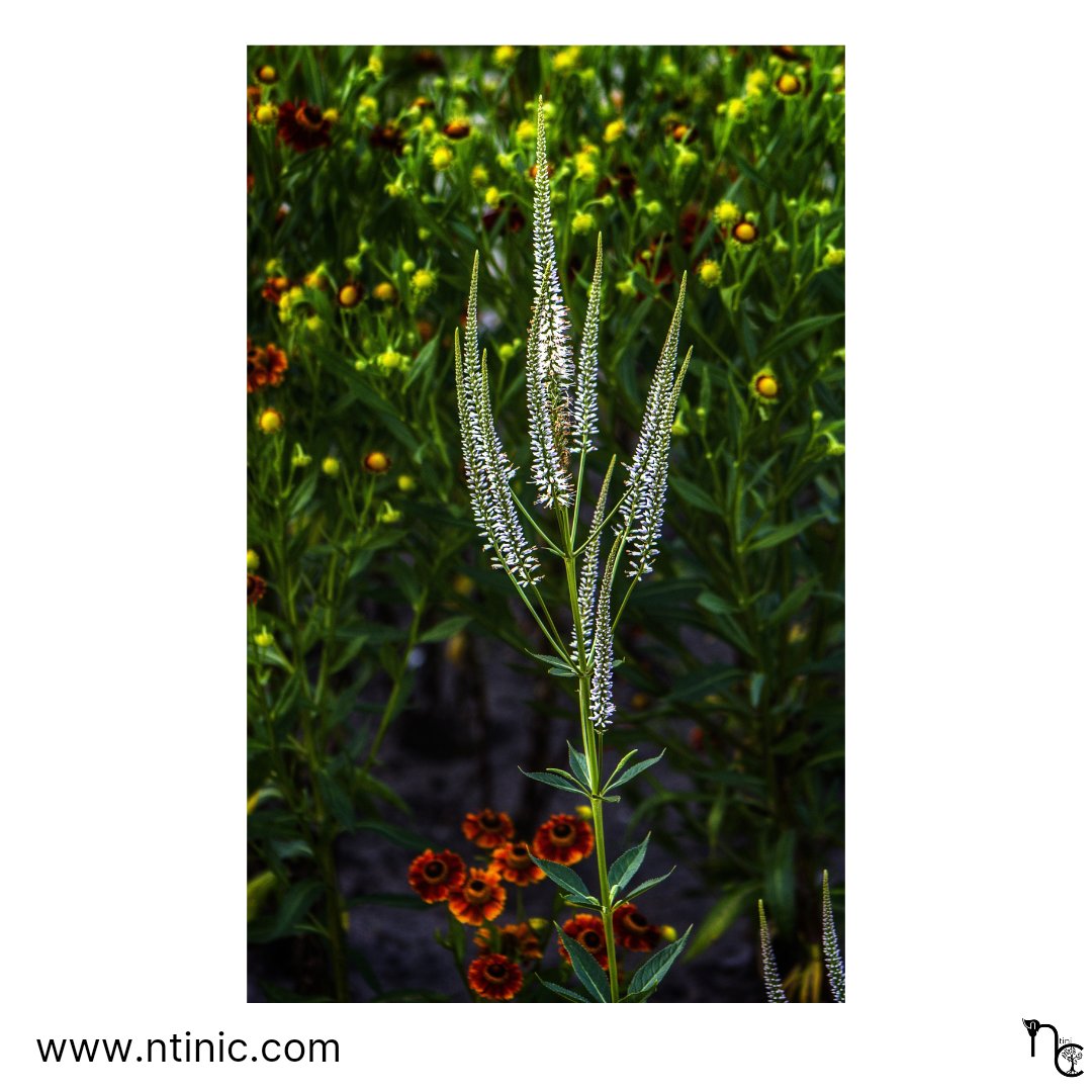 NtiniC_'s tweet photo. My last week at the organization where I work has started.
#culversroot #zwarteereprijs #photography #photooftheday #photographer #fotografie #bloemfotografie #flowerphotography #fotografieinnederland #nederlandfotografie https://t.co/3yb5rkRr9U